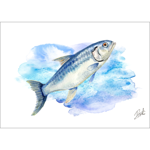 Reproducción Sardina